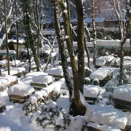 Yazicilar Bed and breakfast Masukiye